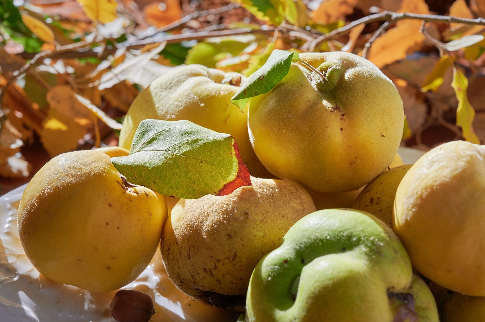 20 COMMON CULINARY QUINCE Fruit Tree Cydonia Oblonga Flowering Shrub Seeds