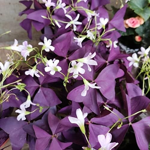 Air Purifying Purple Shamrock Bulbs – 12 Easy-To-Grow Indoor/Outdoor Plants
