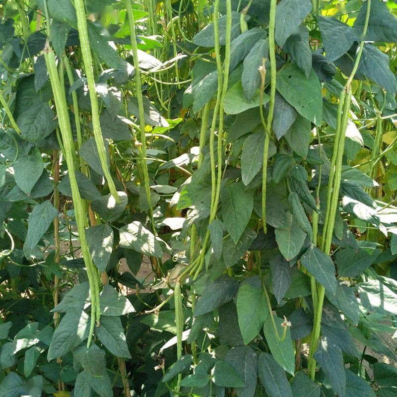🌱 Heirloom Red-Seeded Asparagus Yardlong Bean 20 Seeds