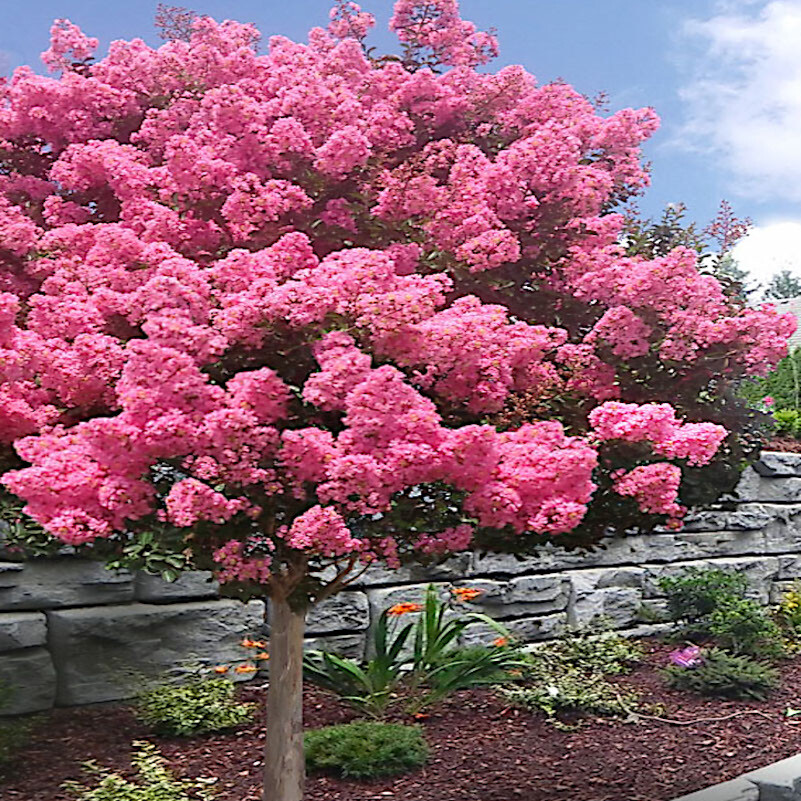 CRAPE MYRTLE TREE SEEDS Crepe (Lagerstroemia Indica) Fast Lilac Flower Plant