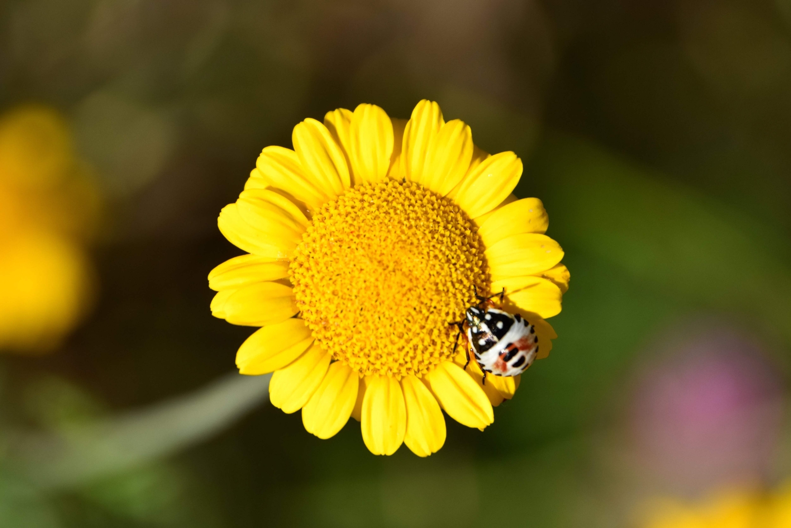 250 GOLDEN MARGUERITE DAISY Yellow Chamomile Anthemis Tinctoria Flower Seeds