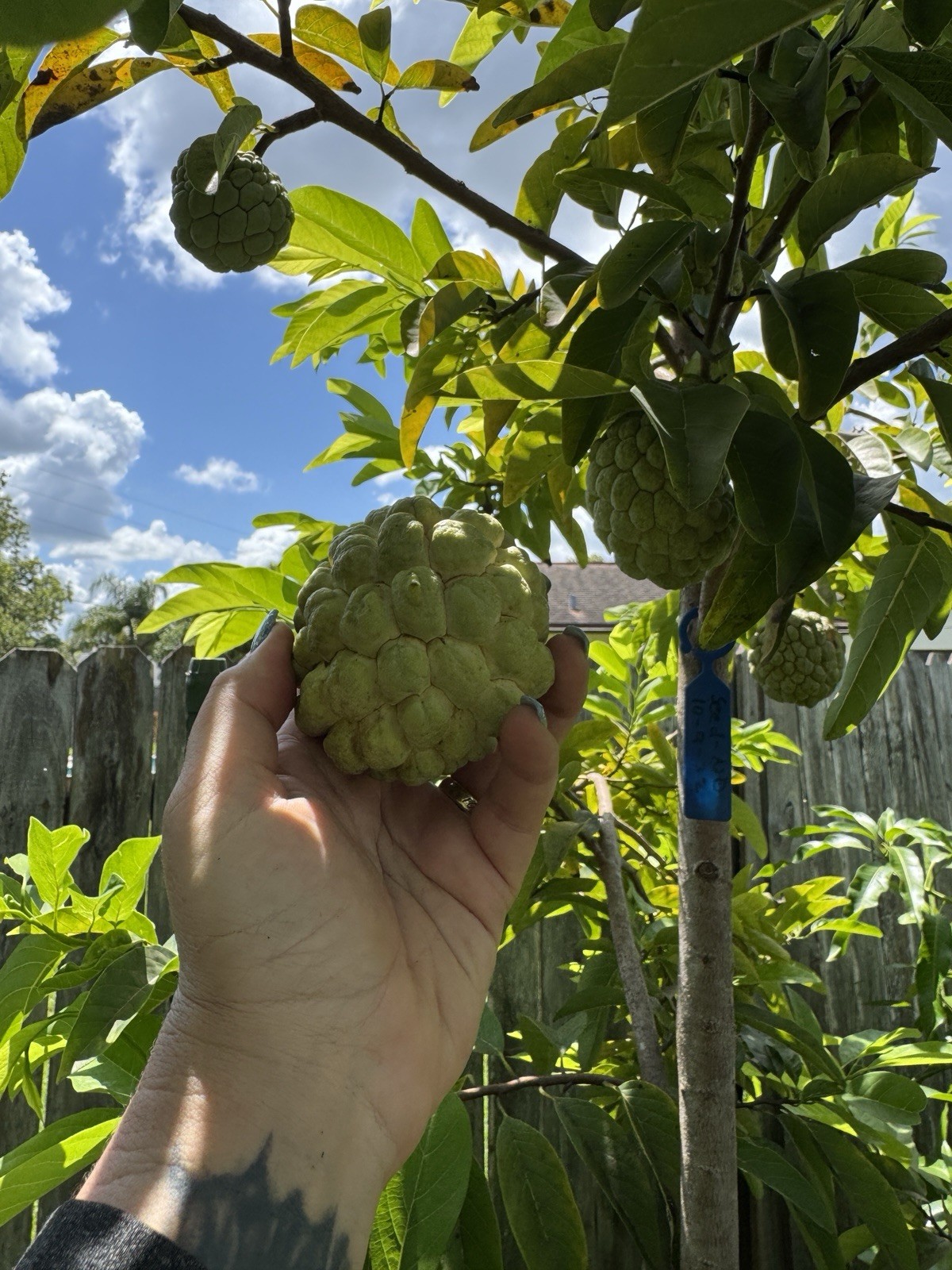 15 Sugar Apple Seeds Organic Sweet Delicious Sweet Fruit.