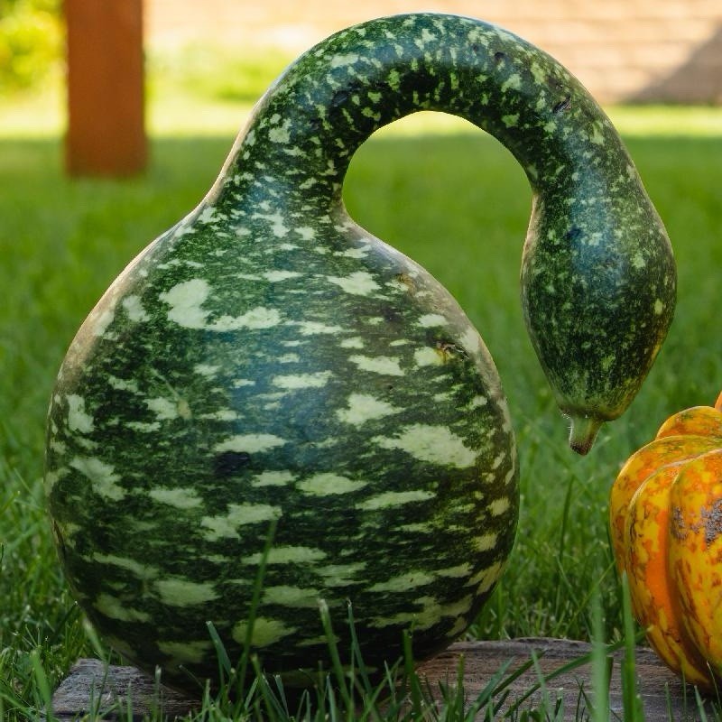 10 Gourd Seeds Speckled Swan, Heirloom, Non-GMO, Vegetables seeds USA Seller