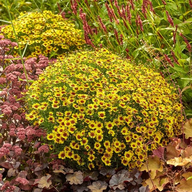 5000+ Coreopsis Plains Wildflower Seeds – Vibrant Golden Yellow Blooms, Droug…
