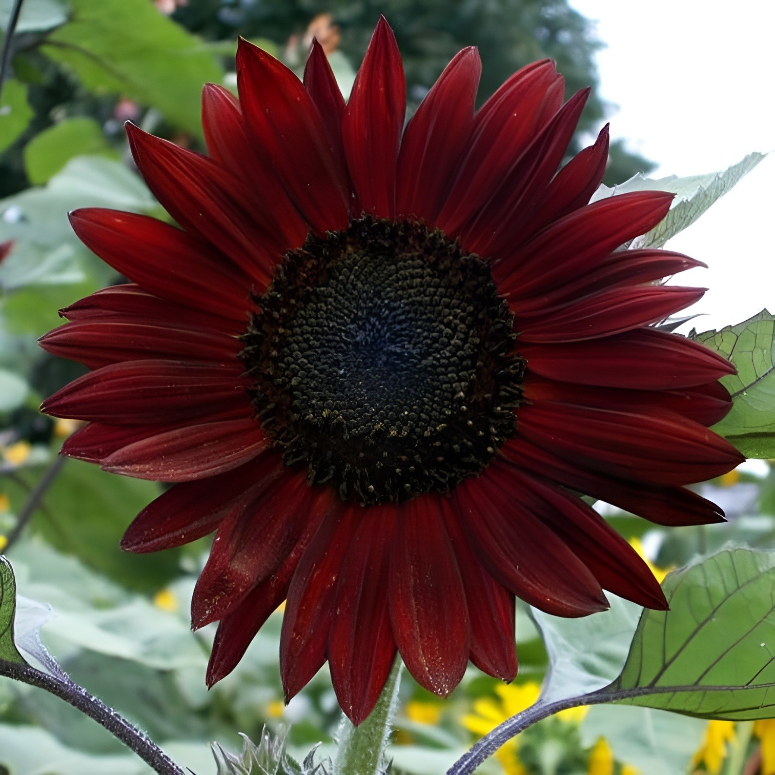 50 Chocolate Cherry Sunflower Seeds – Deep Red to Chocolate Blooms – Stunning!!