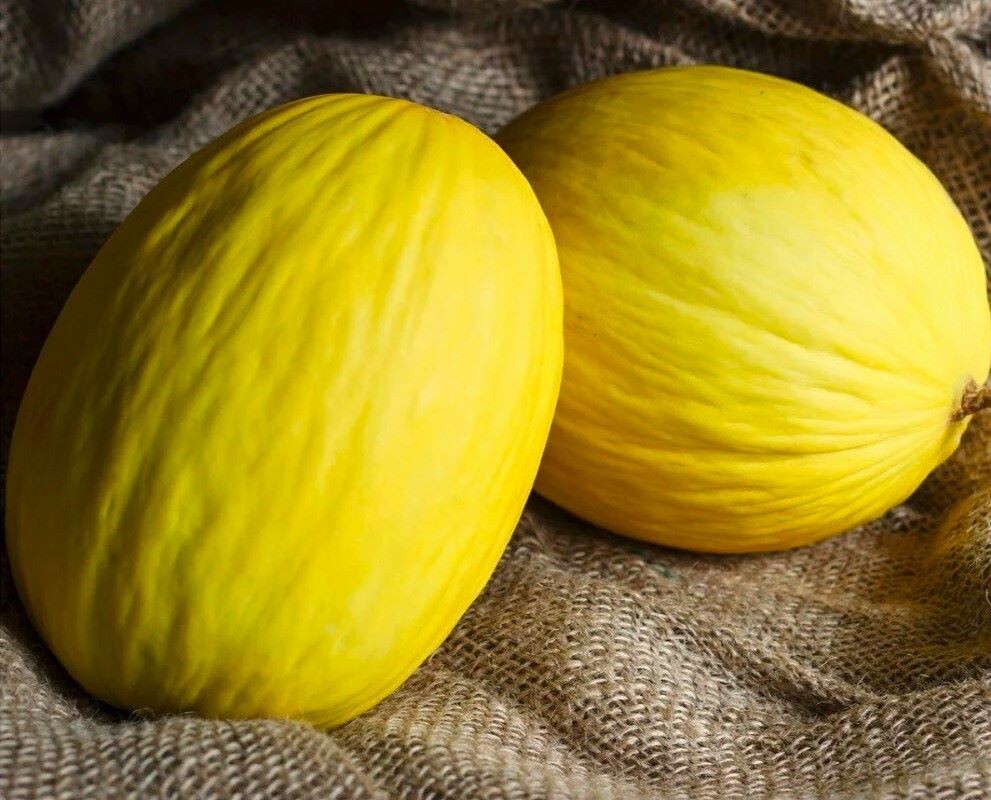 50 Crenshaw Melon Seeds Heirloom Easy Grow