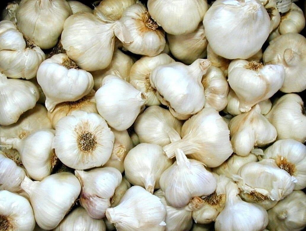Garlic Bulbs,Whole White Bulbs for eating and or planting. COOL BEANS N SPROUTS