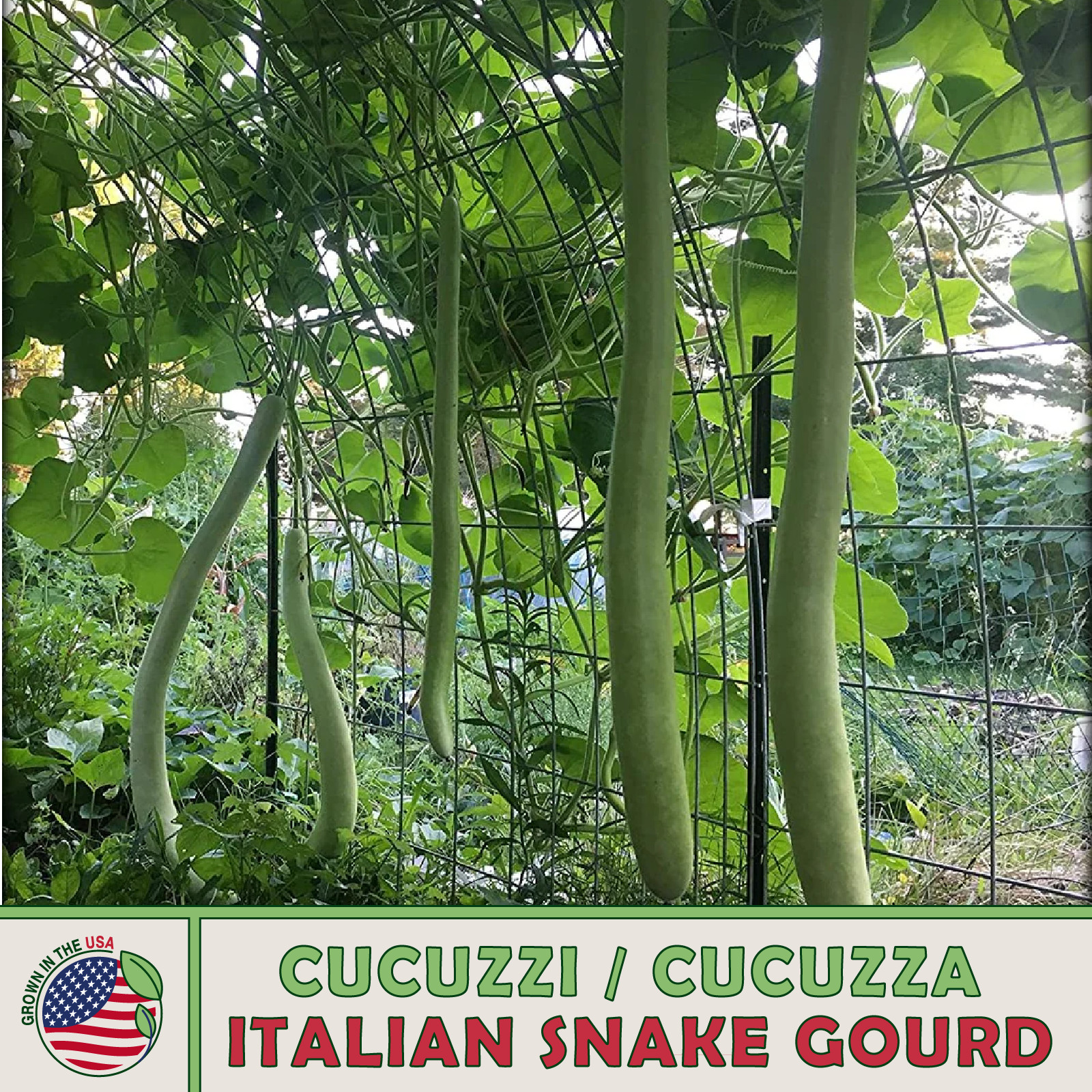 10 Cucuzzi Italian Snake Gourd Seeds, Cucuzza, Heirloom, Non-GMO, Genuine USA