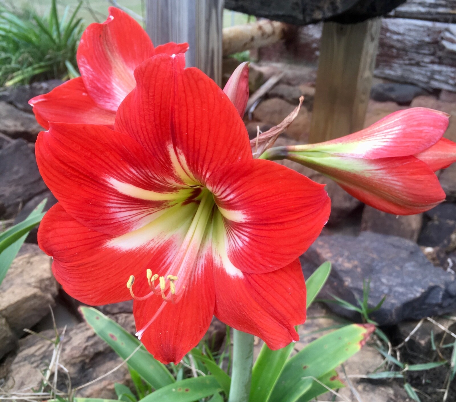 4 bulbs – Hardy Amaryllis, Hippeastrum x johnsonii, St. Joseph’s Lily, TX Grown