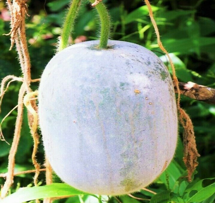 Giant White Skin Winter Melon Seeds |Dong Gua Ash Wax Gourd Hair Asian Seed 2024