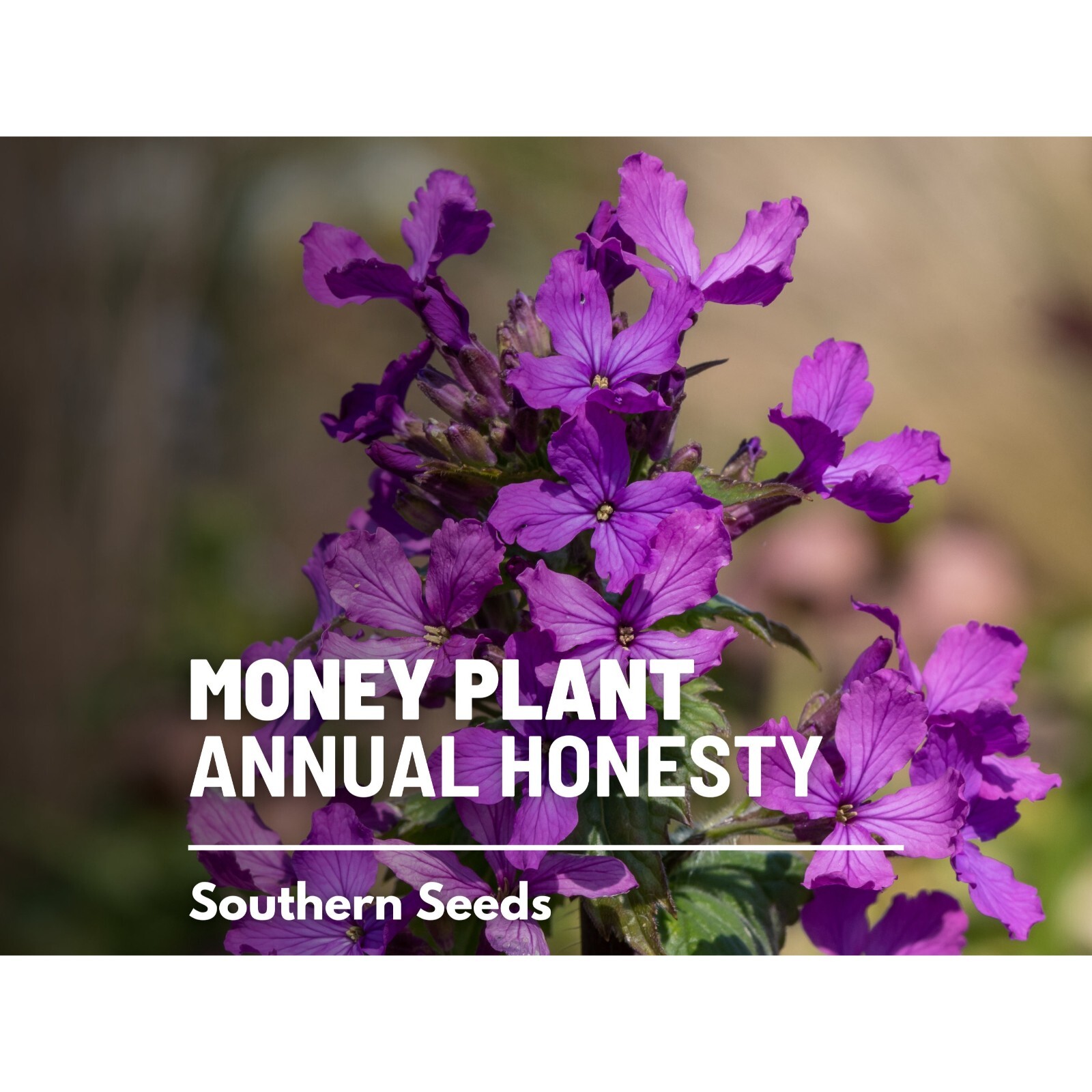 Money Plant (Honesty) – 20 Seeds – Heirloom Flower – Symbol of Prosperity and Ab