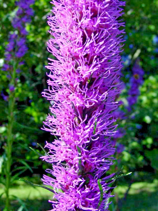 purple Liatris spicata 102 seeds, blazing star, gayfeather. no GMO. grown in USA