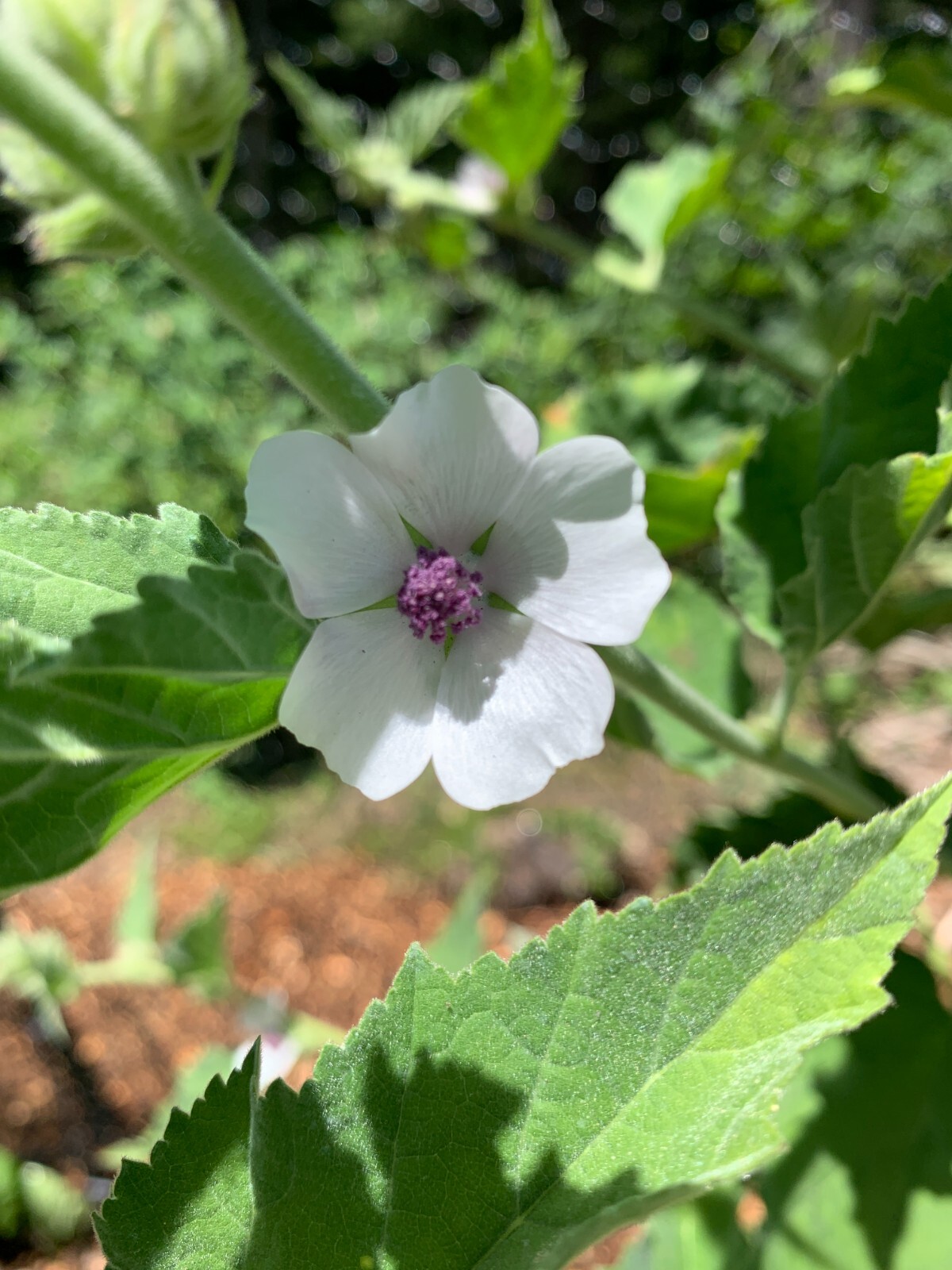 25 Organically Grown Marshmallow Seeds (Althaea Officinalis) – Medicinal Herb