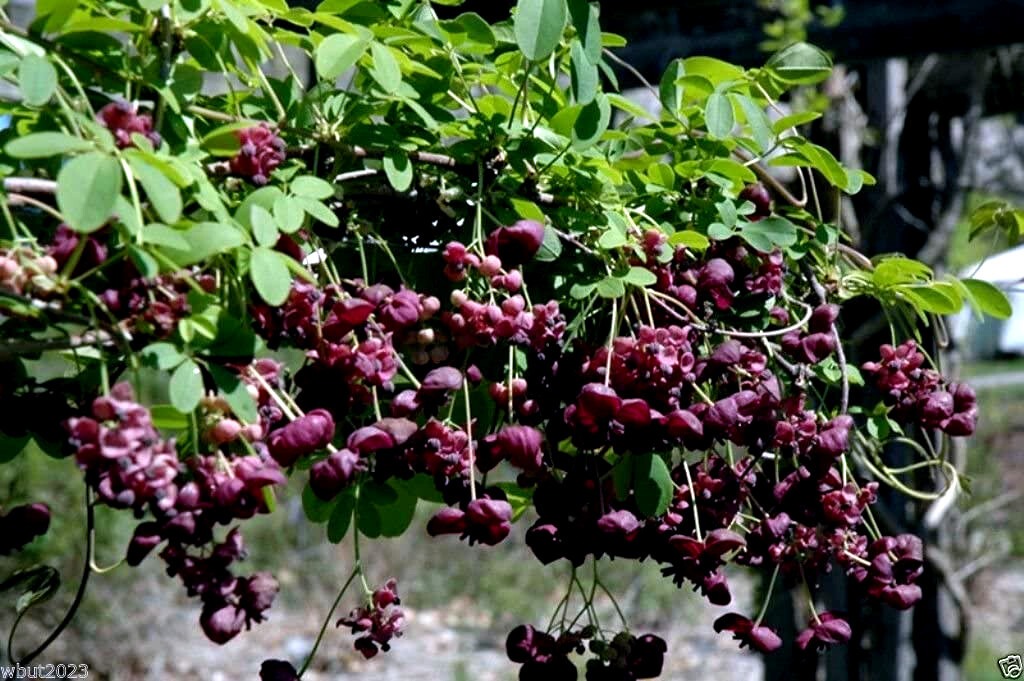 CHOCOLATE VINE SEEDS “3-LEAF” (A. trifoliata) Hardy Fruit Flower Climber Plant
