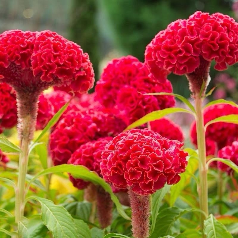 300 Cristata Mix Celosia Seeds | Non-GMO | Free Shipping 鸡冠花种子No Tracking