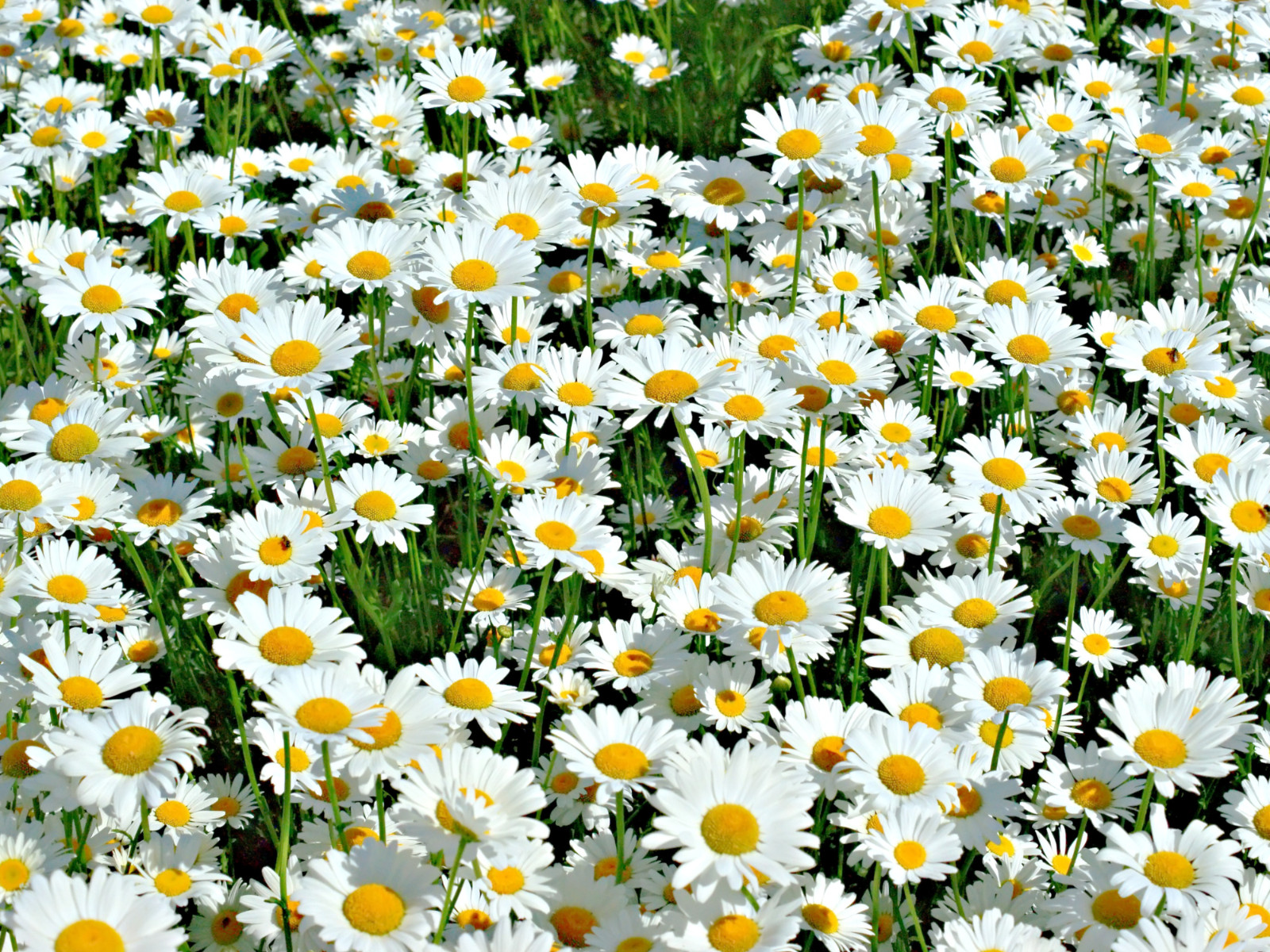 100 Seeds| Shasta Daisy Seeds #N009