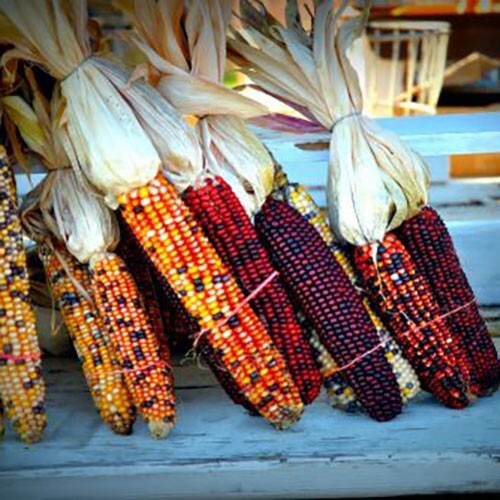 1000+ Indian Corn Seeds – Heirloom – NON GMO – FRESH