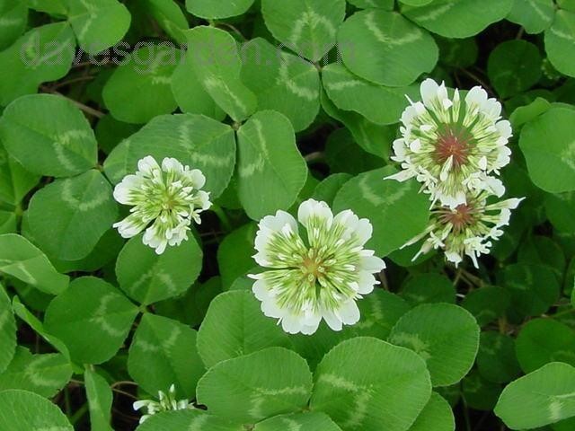 2 Lbs WHITE DUTCH CLOVER SEED For Lawns Ground Cover Bees Coated & Inoculated