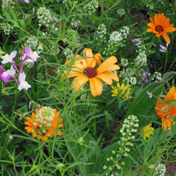 Landscaper’s Pack DROUGHT RESISTANT Wildflower Mix Pollinator Garden 3000 Seeds