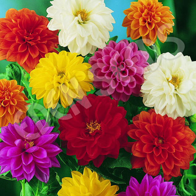 Unwins Bedding Dahlia Seeds | Heirloom | Free Shipping | Flower Seeds | 1234