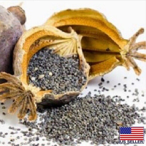 5,000 Premium Harvest Turkish Papever Somniferum Poppy Seeds For Planting