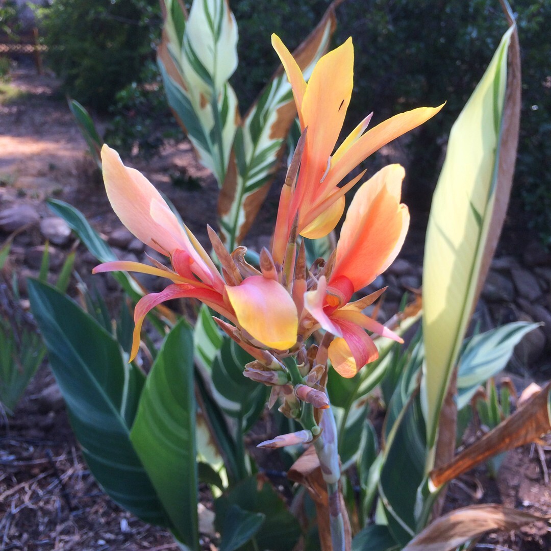 Canna Lily (1) Rhizome “STUTTGART” Variegated Ivory Green Foliage!