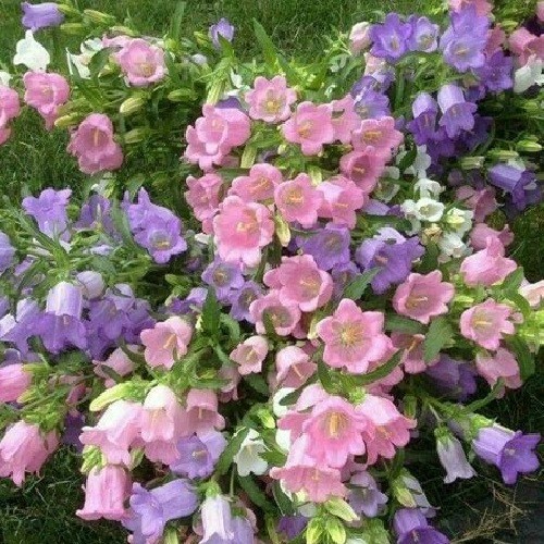 Canterbury Bells Flower Seeds Mixed Colors Campanula Cup & Saucer Vivid Flowers