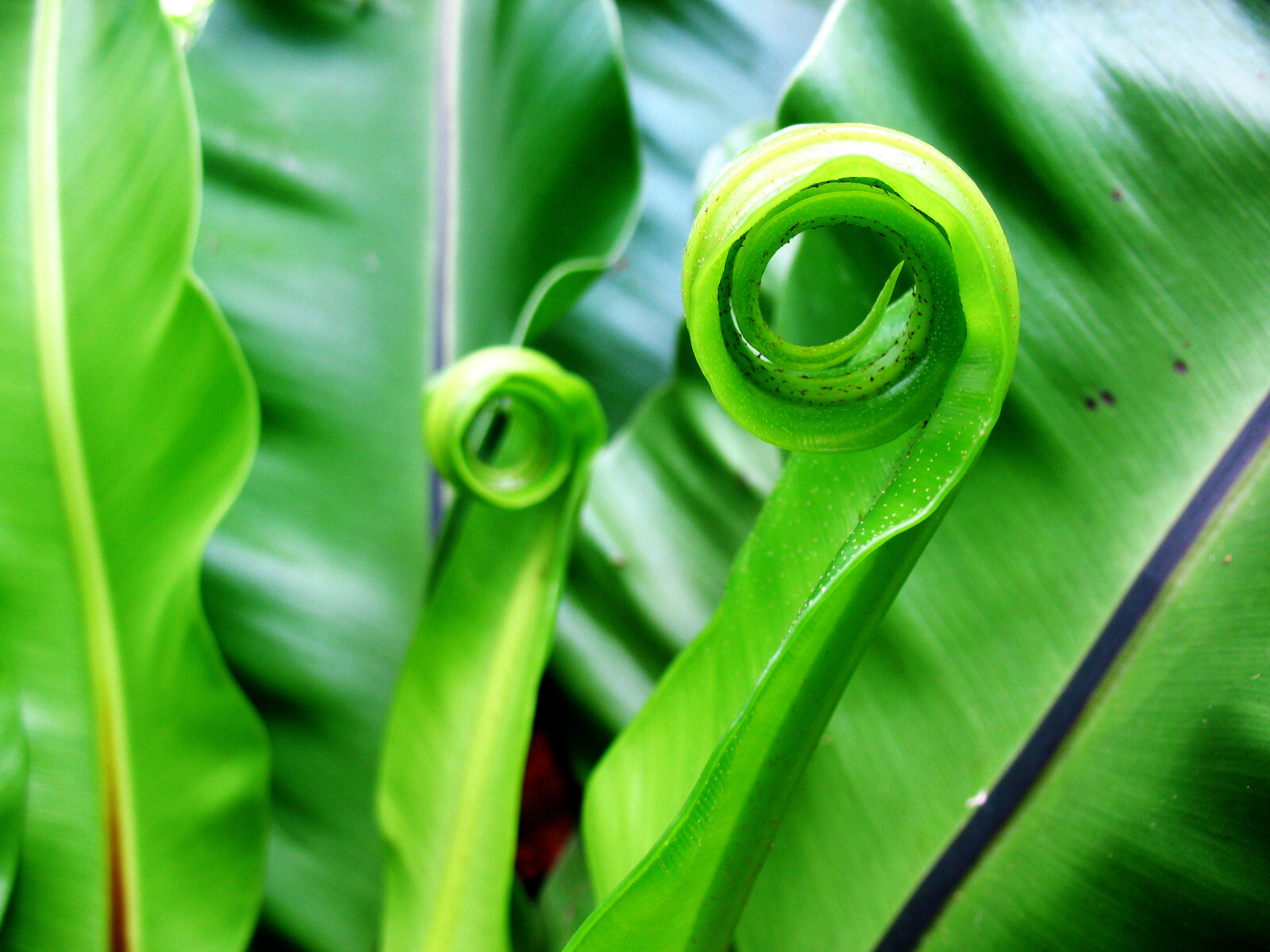 HARDY TONGUE FERN 1001 SPORES (SEEDS) COLD HARDY ASPLENIUM SCOLOPENDRIUM
