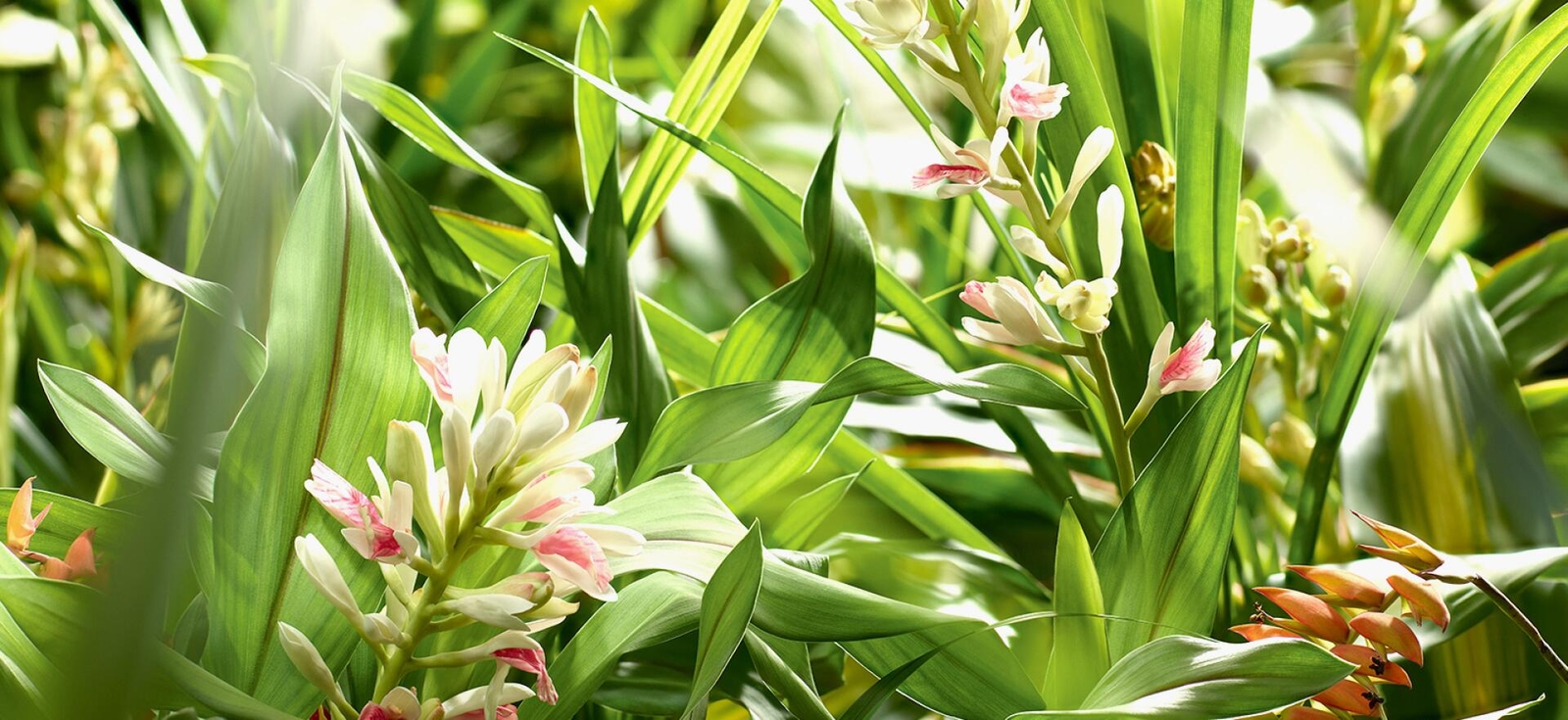 Alpinia galanga THAI SPICY GINGER Seeds!