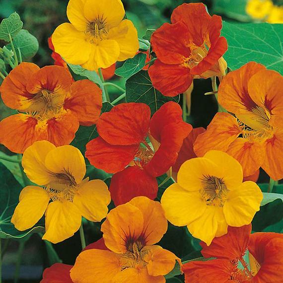 27 SEEDS – nasturtium TOM THUMB MIX Edible Flower DWARF GroCo- BUY 15=SHIPS FREE