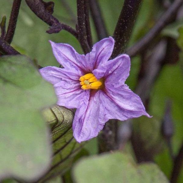 Solanum ovigerum | Easter Egg Plant | 10 Seeds