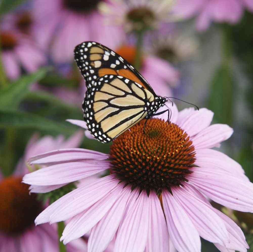 1 LB Purple Coneflower Wild Flower Seed For Planting | Echinacea Seeds