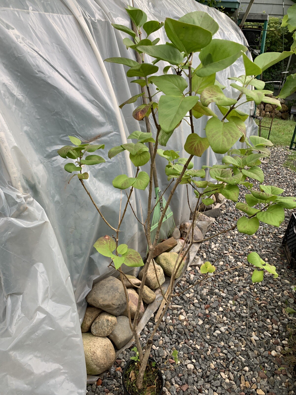 Purple Lilac 3-4 year old plant, Syringa vulgaris (Common Lilac), Bare root