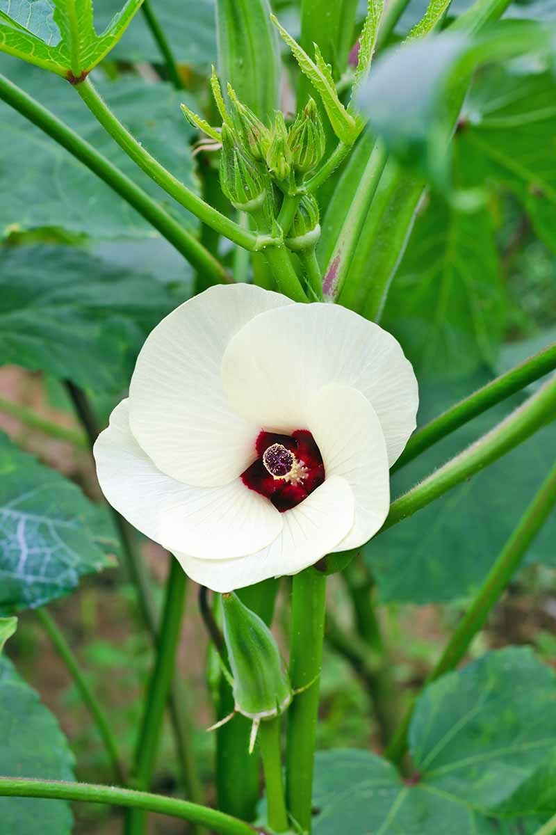 50+ Okra Seeds Emerald Okra Vegetable Fresh Garden Seeds USA