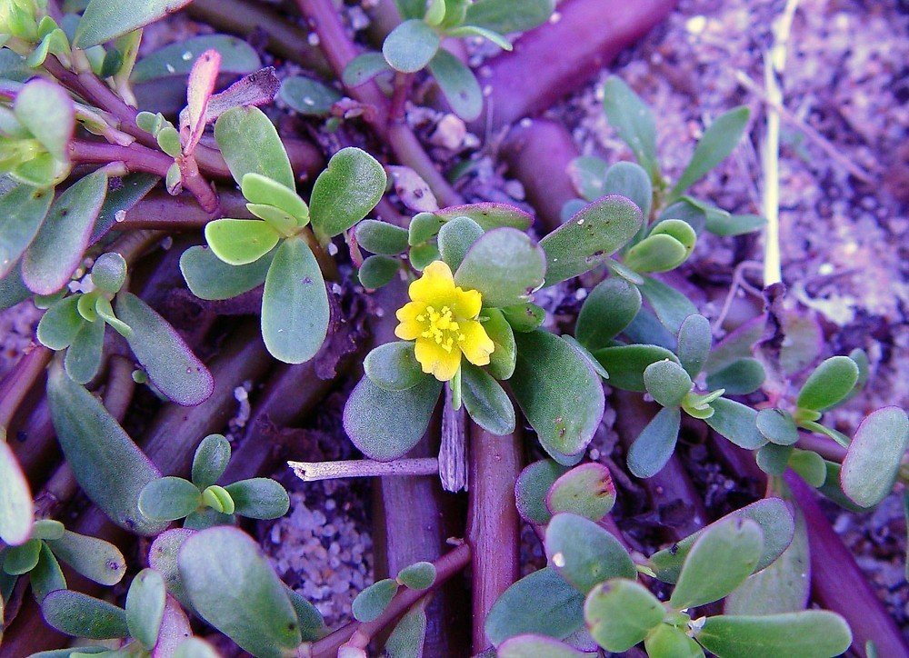 100+ Common Purslane Seeds Verdolaga Edible Herb Non GMO Portulaca Oleracea