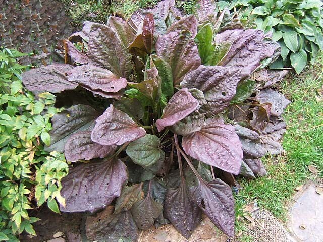 Purple Plantain Seeds, organic (Rubrifolia)