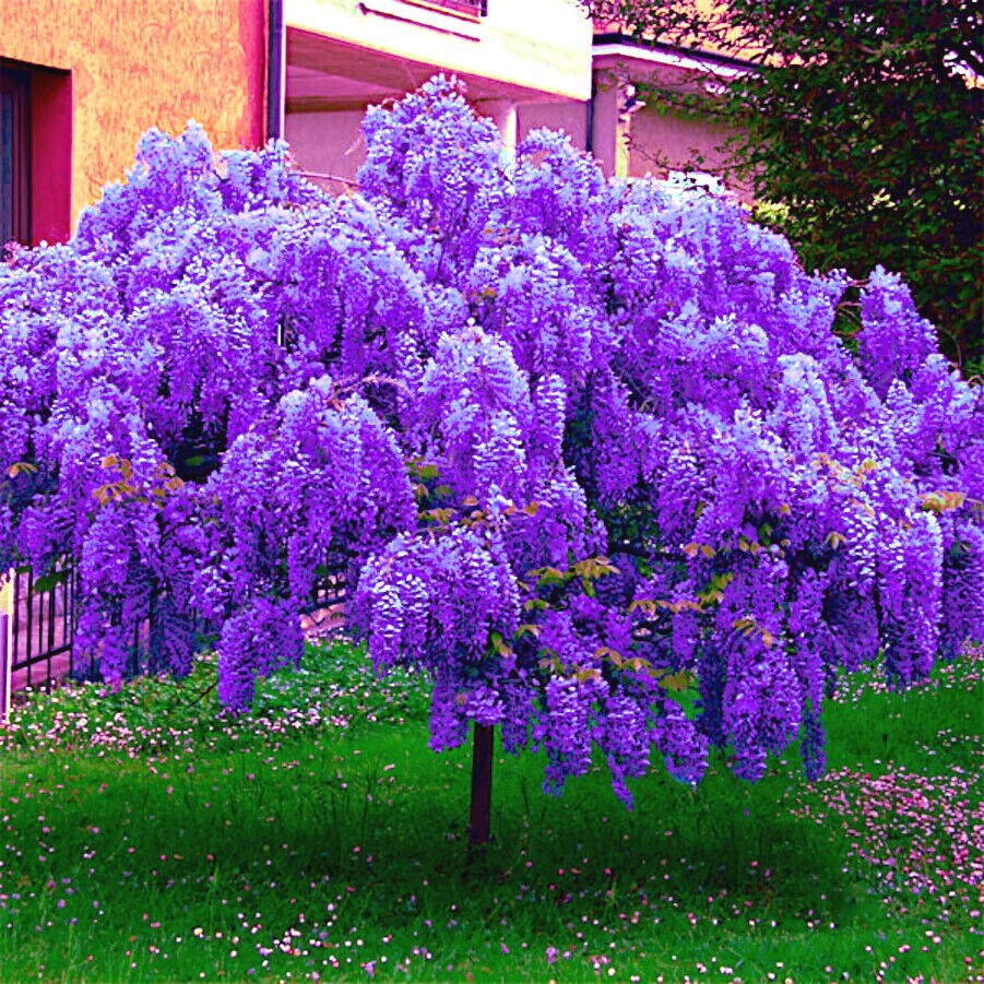 5 Chinese Blue Wisteria sinensis Tree Seeds Fast Climber Flower Vine Hardy Plant