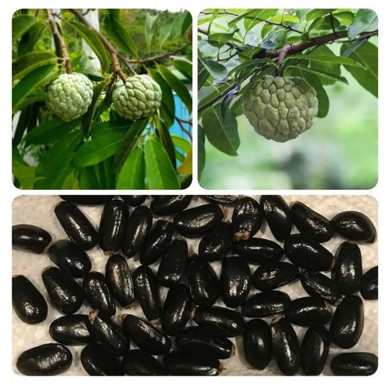 10+ Extra Sweet Sugar Apple Australian Seeds | Sweetsop Mang cau UT.
