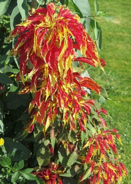 Amaranthus tricolor | Edible Amaranth | Tampala | Joseph’s Coat | 100 Seeds