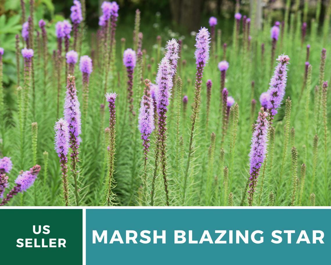 Blazing Star, Marsh – 150 Seeds, Heirloom Flower (Liatris spicata)