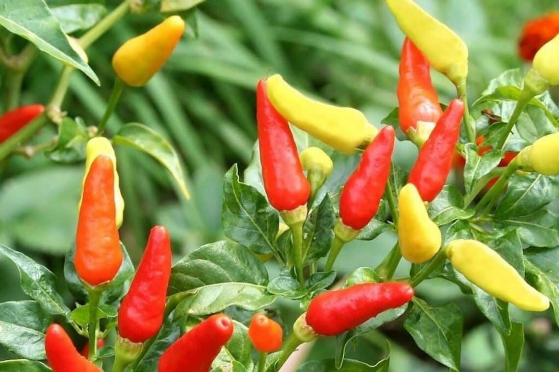 30+Tabasco Hot Pepper Seeds Hot Chili Pepper Made Tabasco Sauce Fresh Garden USA