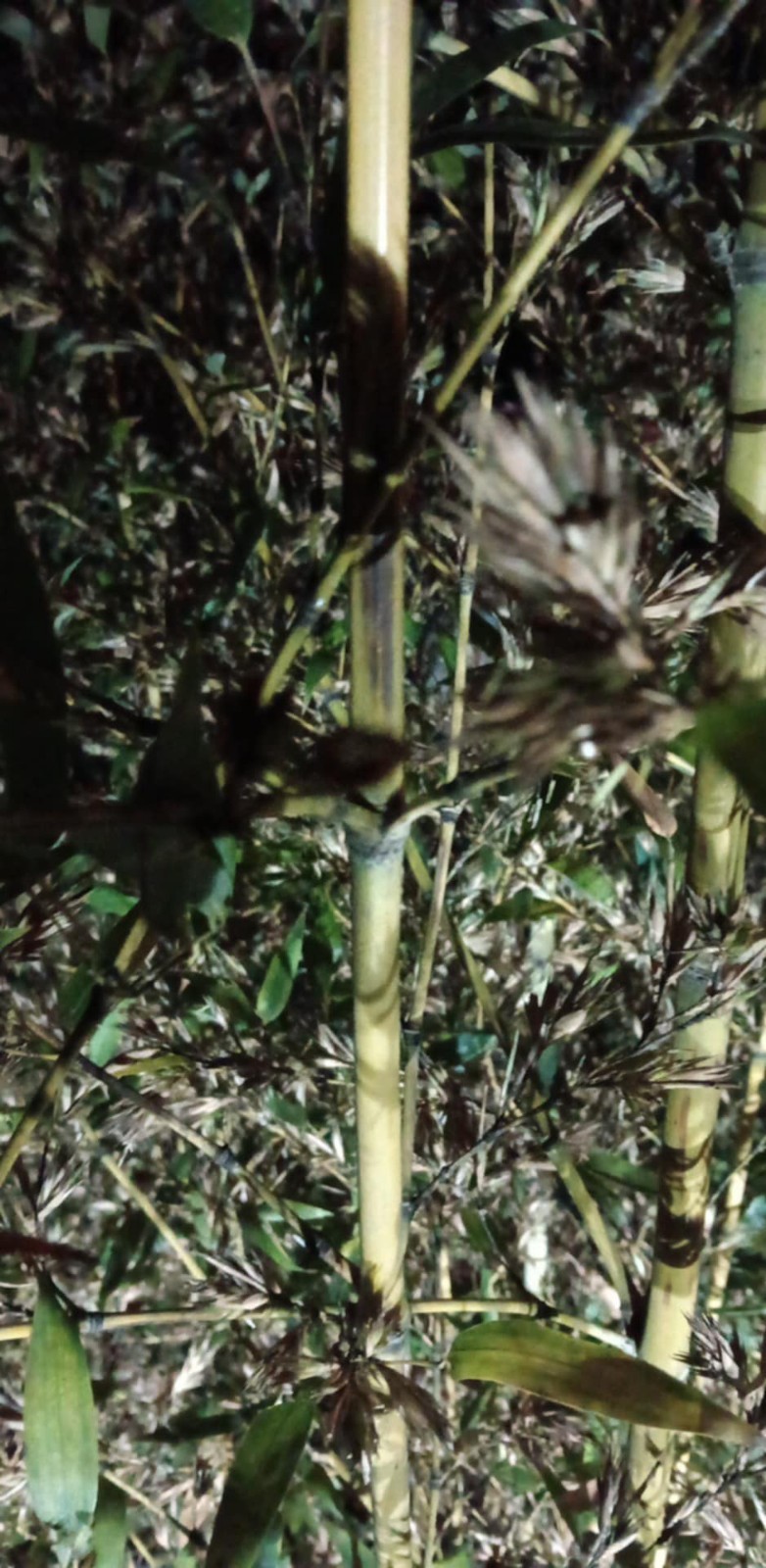 100 Leopard Bamboo Seeds Perennial Seed Ornamental Privacy Shoots US SELLER