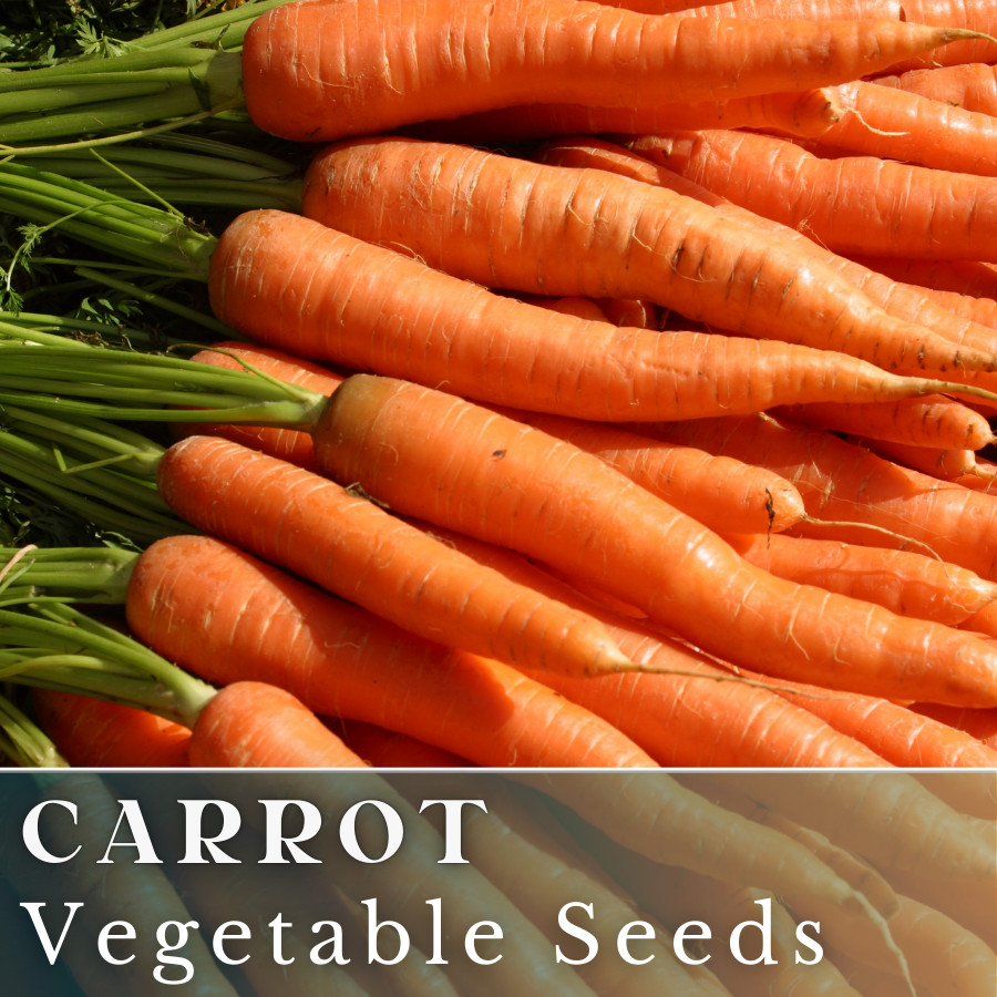 Carrot Vegetable Seeds 400+ Seeds Garden Seeds, Non GMO, Multiple Varieties
