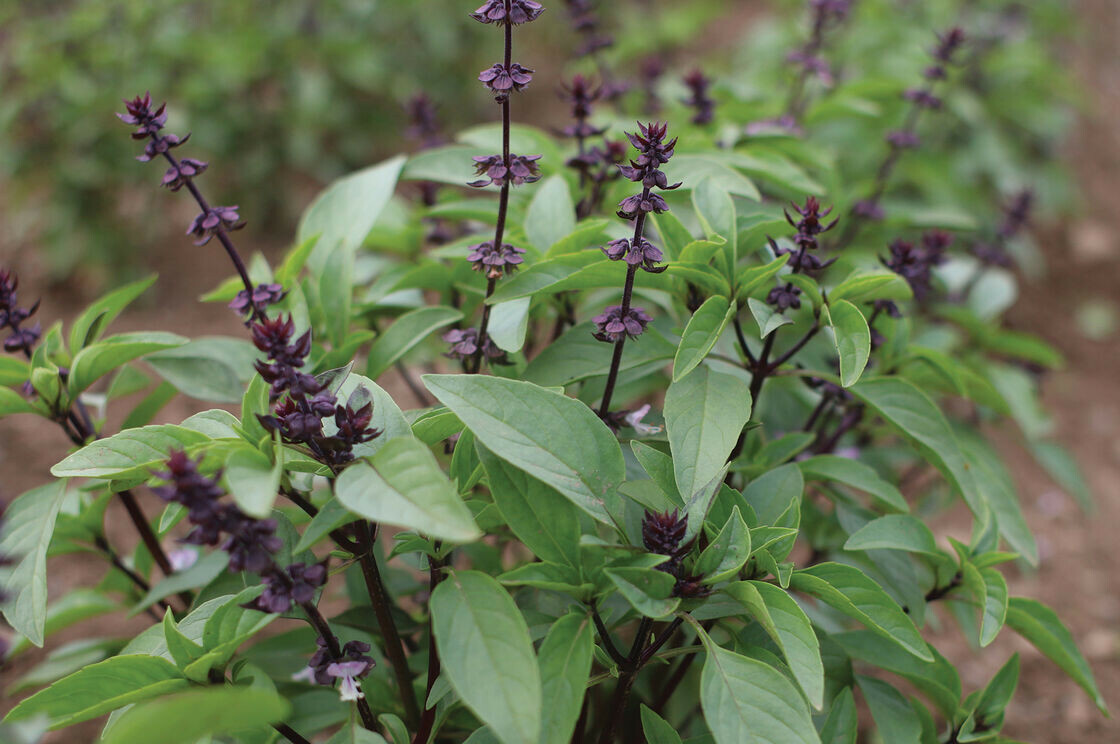 Thai Basil Seeds(Ocimum basilicum)Khmer Chi neang Voang Jiu Ceng Ta Húng Quế