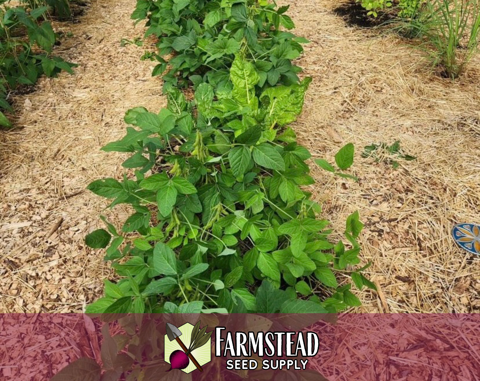 25+ Edamame Bean Seeds [BeSweet] Vegetable Gardening, Heirloom, Non-GMO