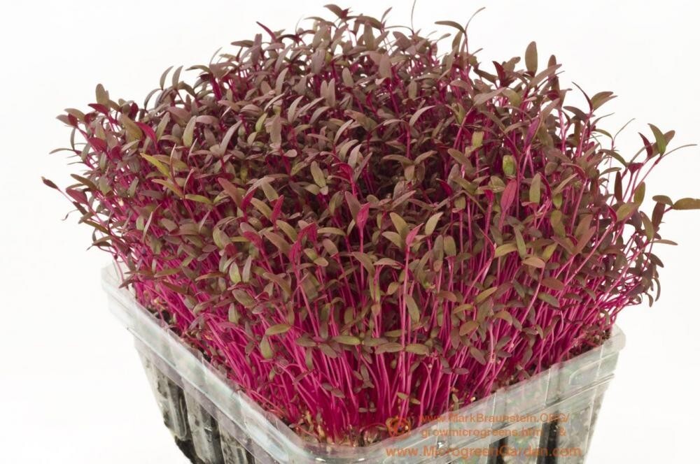 Red Garnet Amaranth MICROGREEN Herb Sprouting Seeds | Non-GMO Garden Seeds