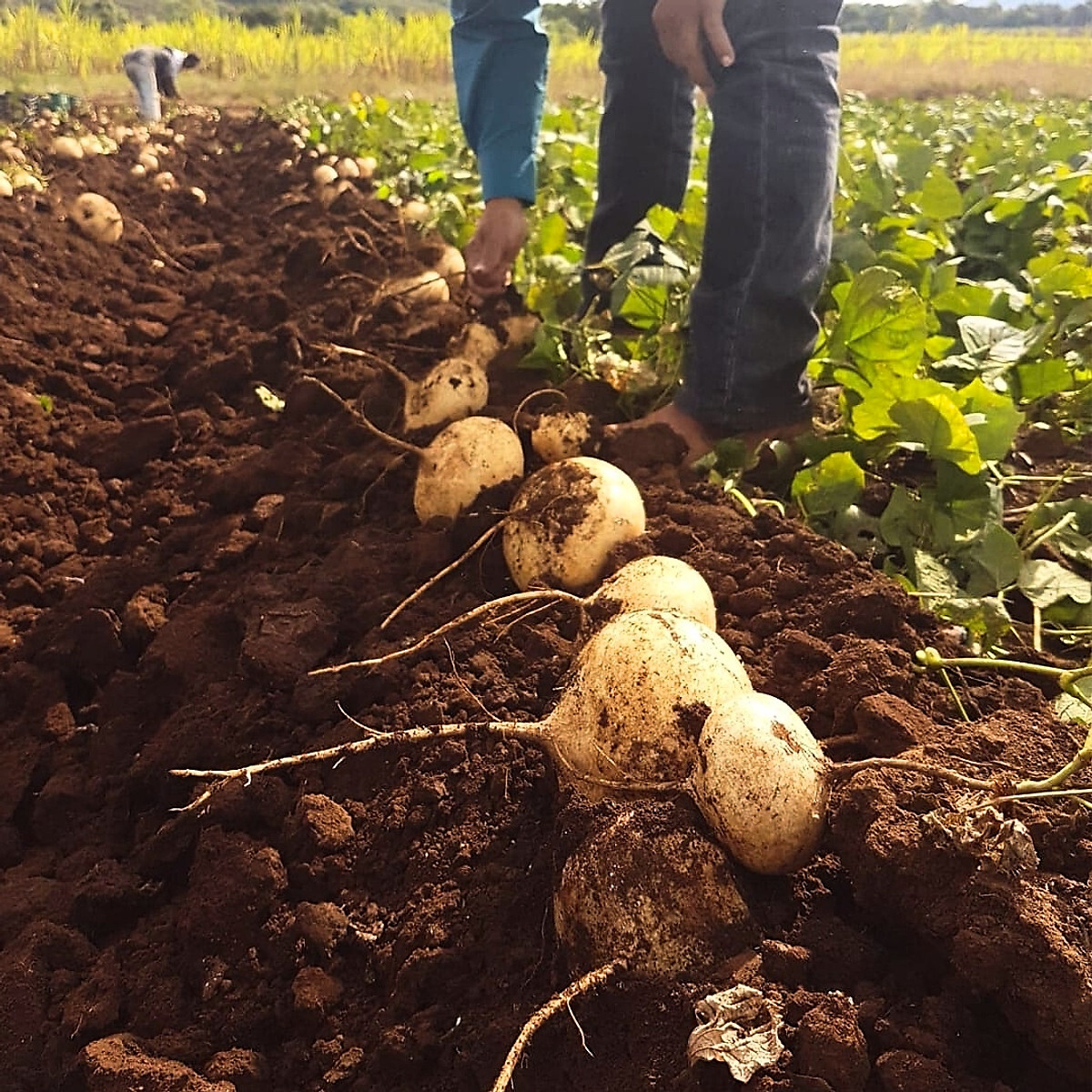 JICAMA SEEDS – HẠT CỦ SẮN, CỦ ĐẬU |NEW SEEDS 2023|