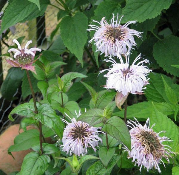 Monarda bradburiana | Horsemint | Bradbury’s Beebalm | 20 Seeds