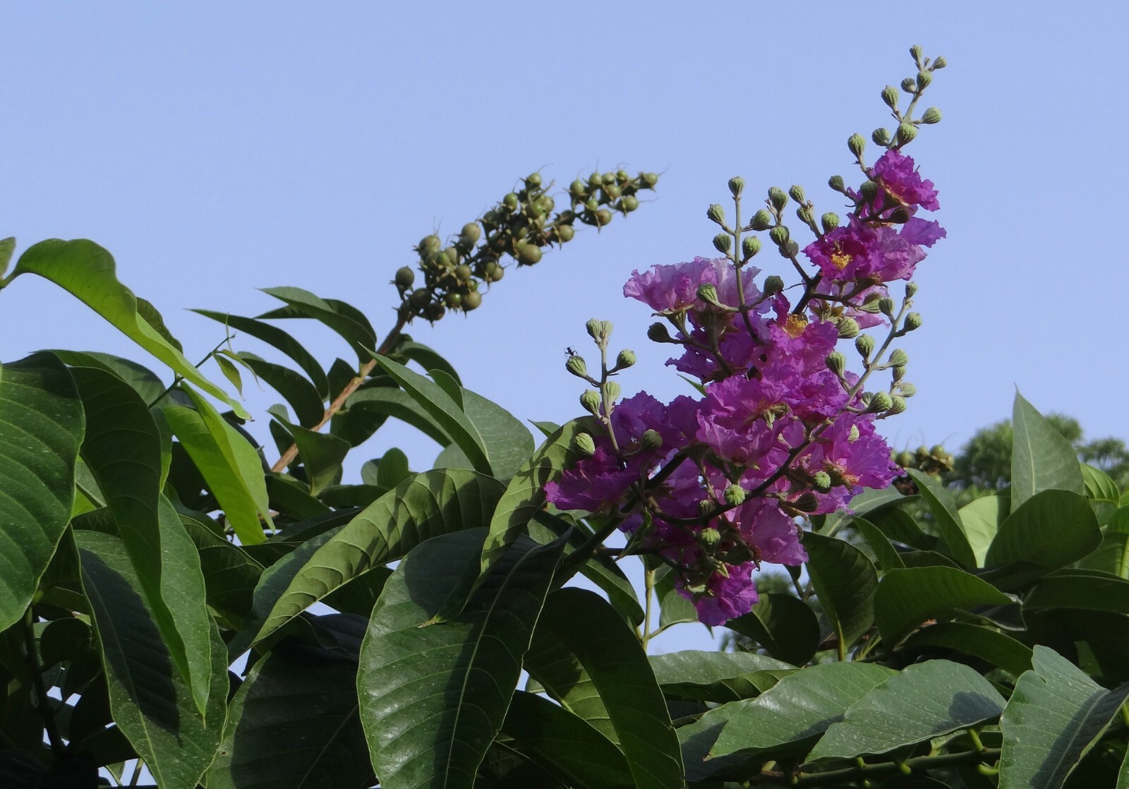 Lagerstroemia indica Tree Seeds purple Flower Standard Or Bonsai Crape Myrtle