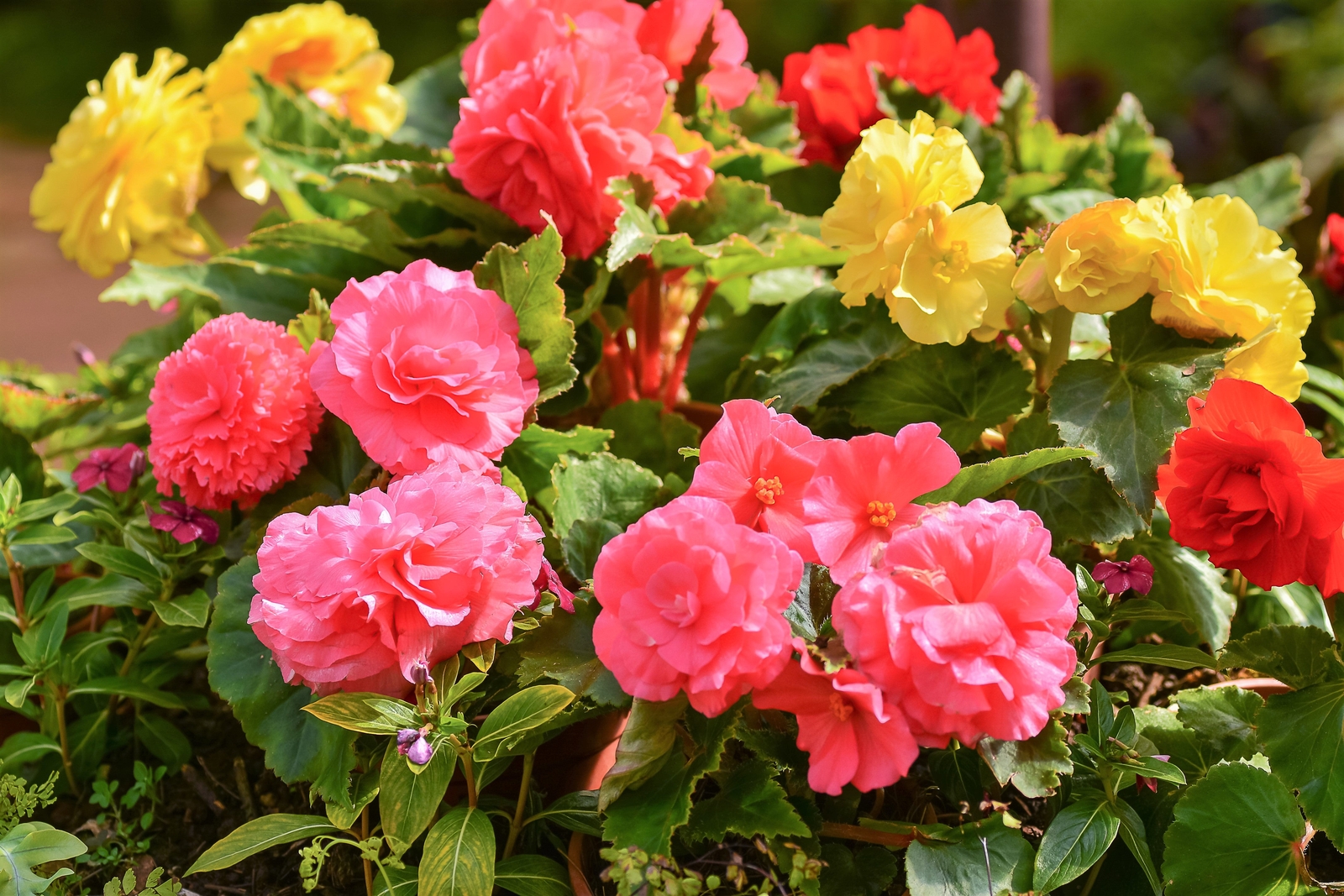 30 MIXED DOUBLE BEGONIA Tuberosa Tuberous Begonia Red Pink + Shade Flower Seeds